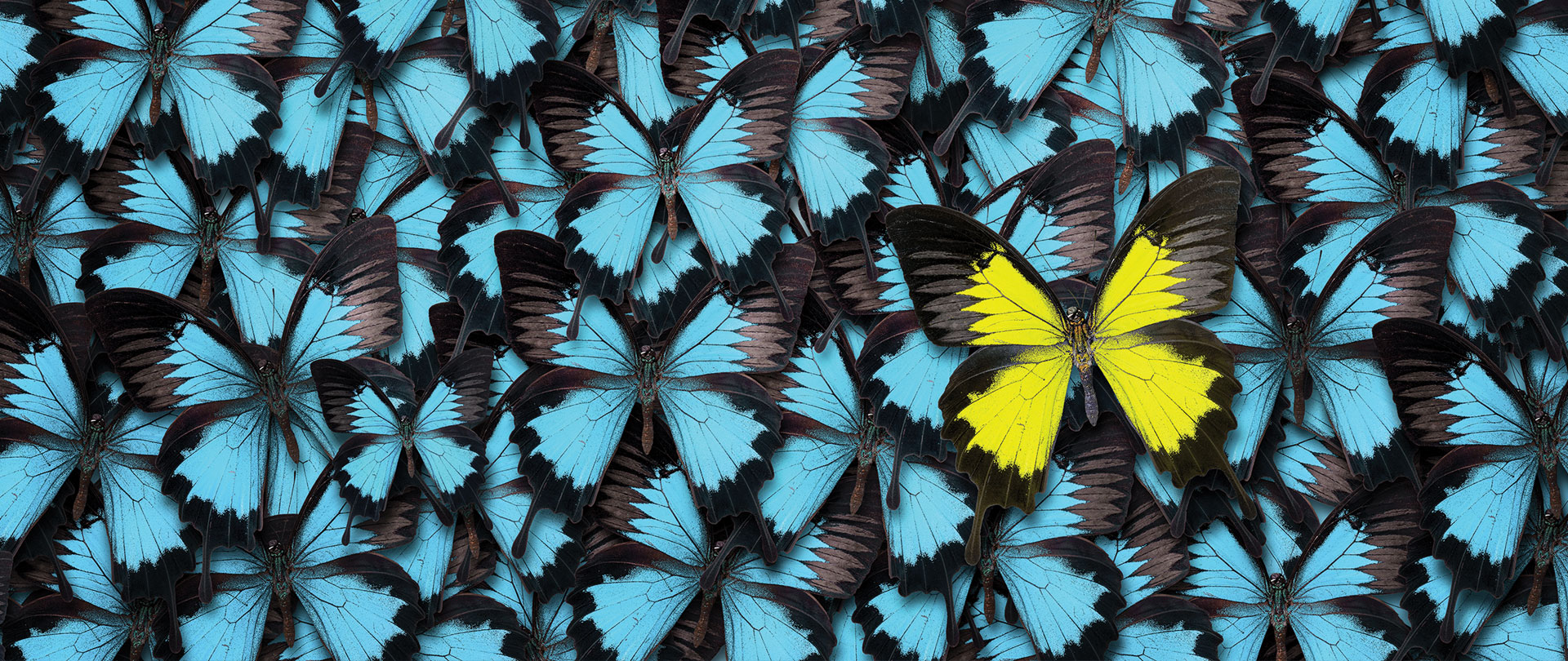 Slideshow Farfalle